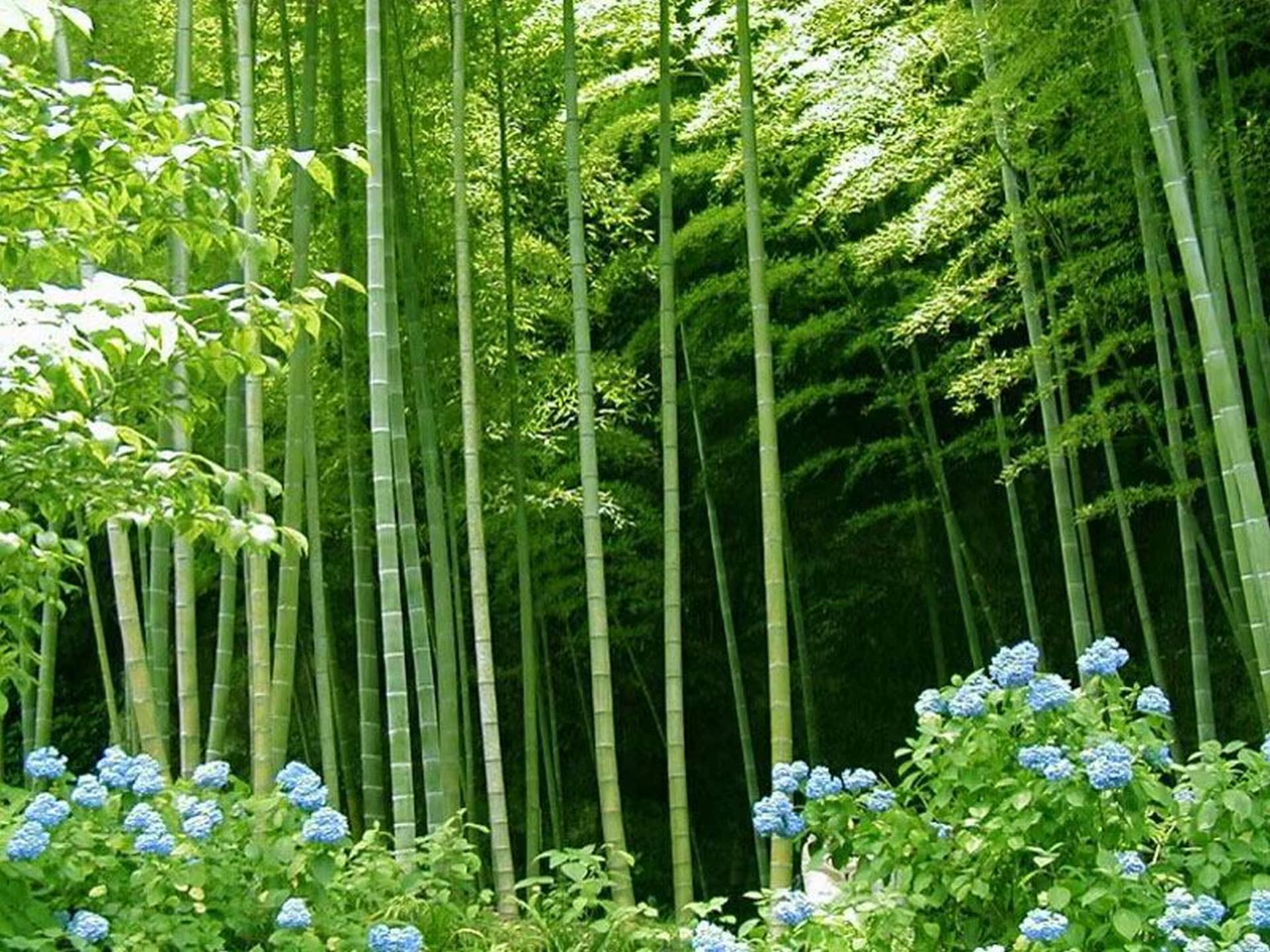 【每日好店】freya楠竹:原生态楠竹材质家居