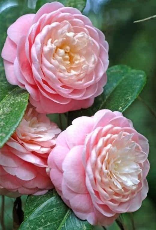 南花北养小诀窍