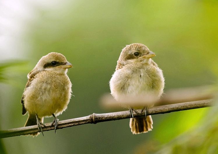 树上有十只鸟,猎人开枪打死一只,你怎麼看?