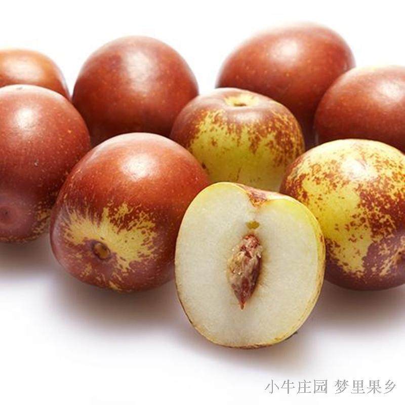 山西运城酥梨成熟了,适合秋季吃的水果,甜蜜多汁,核小无渣.