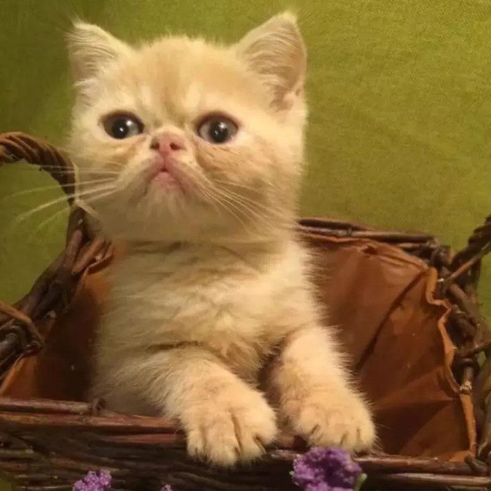 【鱼骨头猫舍】浅香槟色加菲猫mm 有视频 杭州 (不着急小姐)