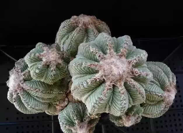 超级稀有的出锦冰魄玉露,曾经在嘉禾拍卖出130w的天价.