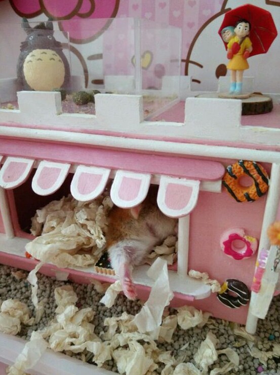 这些简直就是小仓鼠的豪宅!