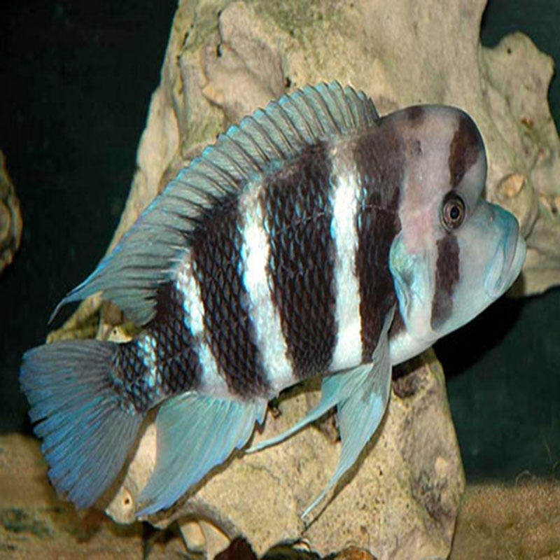 布隆迪六间,鼎鼎大名的坦干伊克湖代表鱼种.俗称皇冠六间.