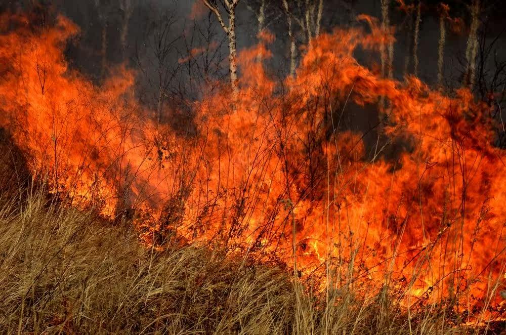 所谓"烧芭",就是在森林山地等草木茂盛的地方放一把火,清理出一片空地