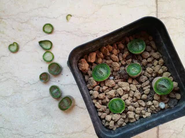 【技术控】生石花徒长的特殊处理方法