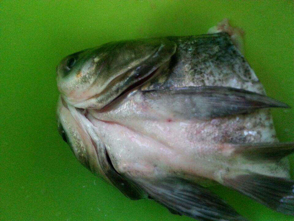 主料:雄鱼头 配料:葱, 泡椒, 朝天椒,姜,蒜 1.