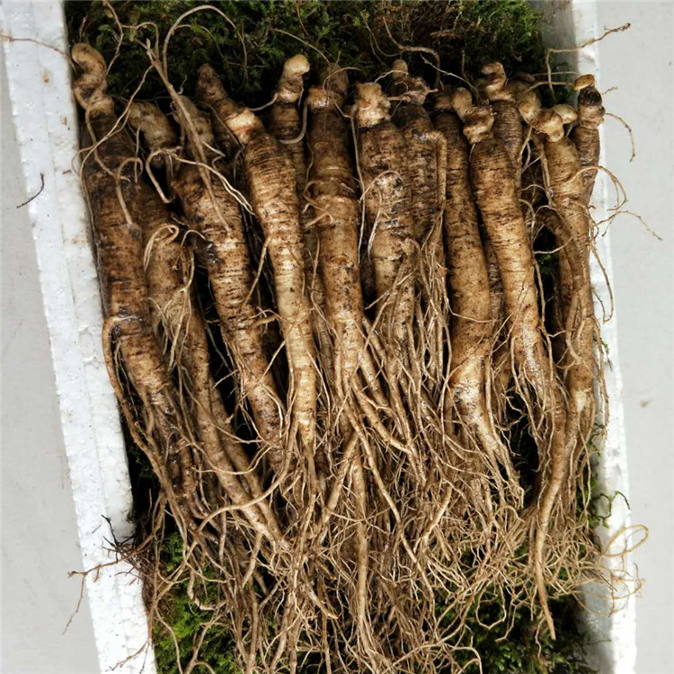 又是一年收获季节,参农忙着采收忙碌了6年的劳动,想要最新鲜的人参得