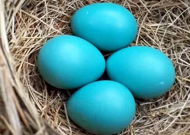 世界上最昂贵的蓝色———蒂芙尼蓝