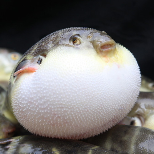 全球天价美食前十中国竟然是它!