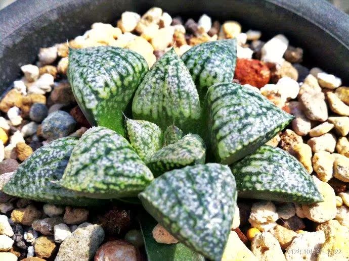 多肉光寿的品种就这么多!十二卷属真心玩不起啊