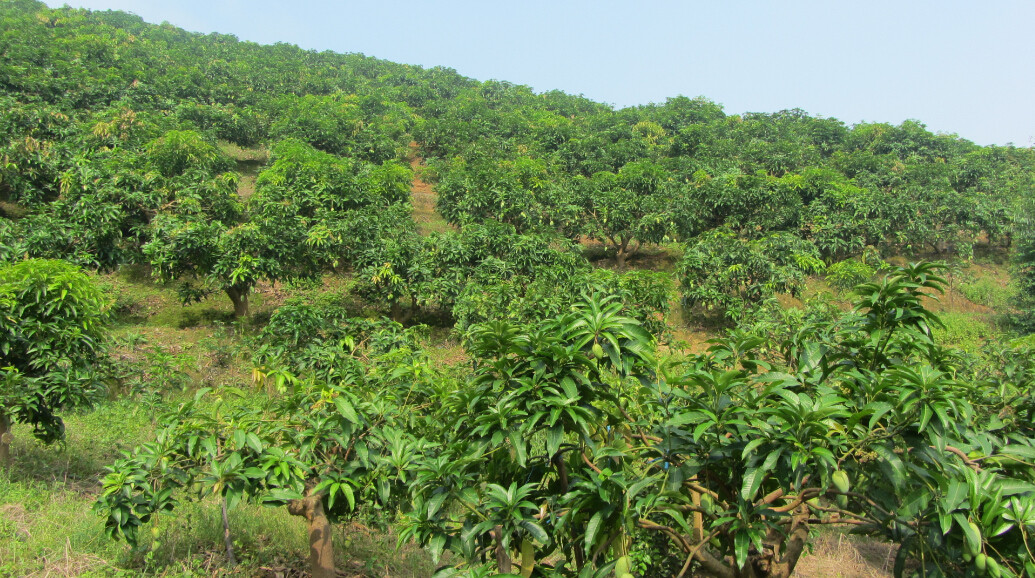 中国芒果之乡——百色田东县