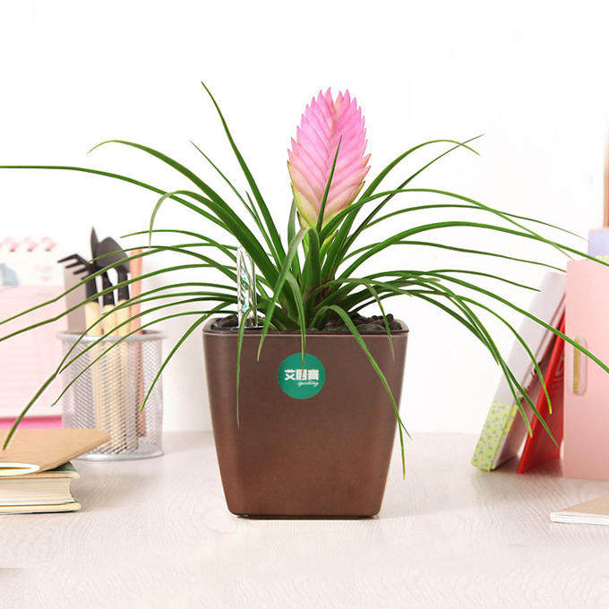 艾居青鹦哥铁兰开花花卉盆栽室内办公室桌面小