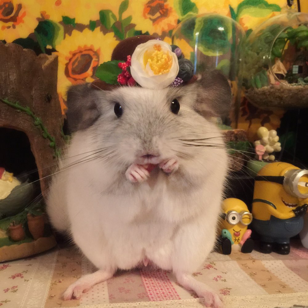 有我态度#龙猫价格为何如此之贵?