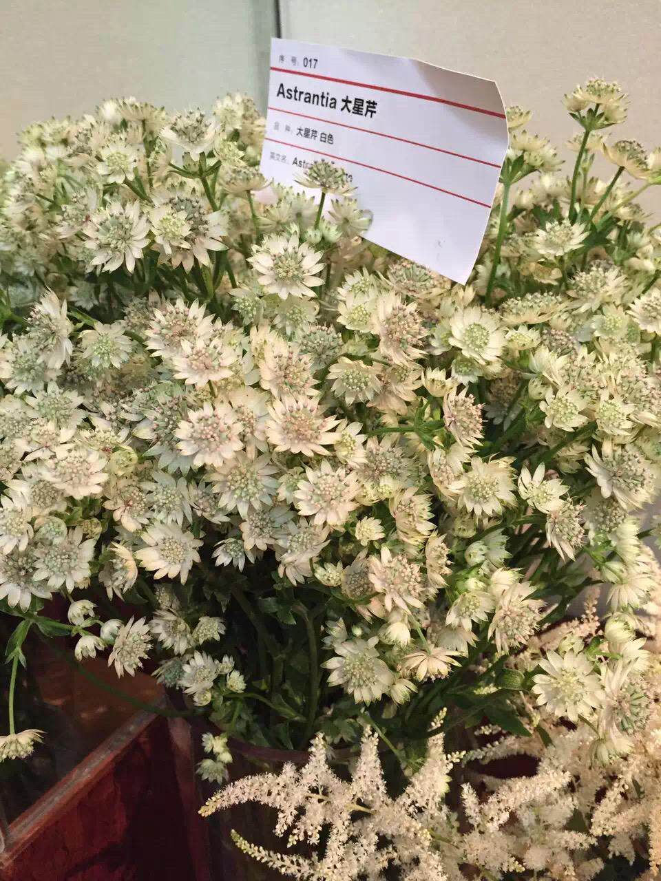 荷兰皇家高档鲜切花品种展