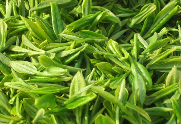 东山碧螺春又名吓煞人香不仅口感好对人保健也很