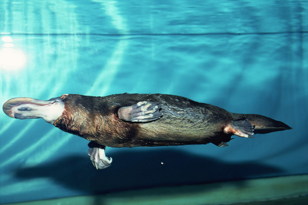 鸭嘴兽(platypus) 澳大利亚的单孔类哺乳动物,鸭嘴兽是出现在澳大利亚