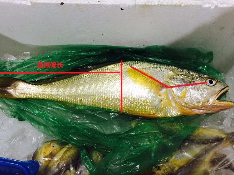 梅子鱼和小黄鱼的区别图片