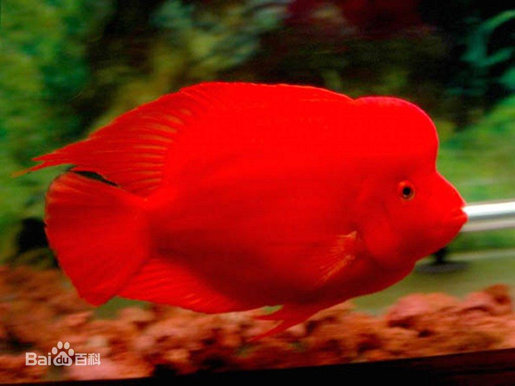 血鹦鹉的体型较小,头部大,眼睛较凸,且嘴巴是呈倒a型,类似一个桃心