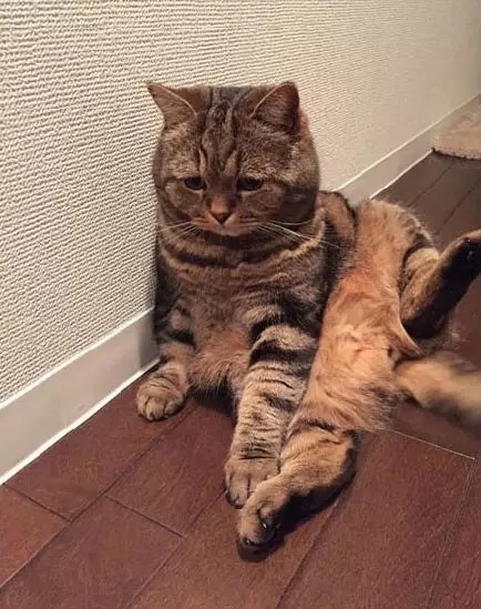 萌宠|喵星人总是愁容满面,朕的江山还能保住吗