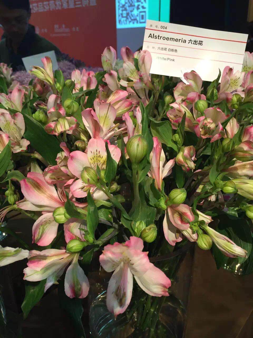 荷兰皇家高档鲜切花品种展