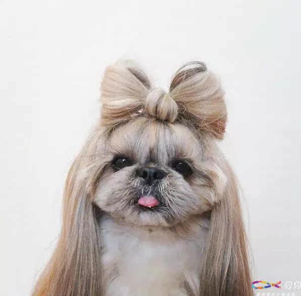 这只名为kuma的狗狗,她是西施和京巴的混血儿,目前生活在日本,她的