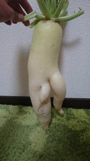 哎哟真疼!岛国有一根白萝卜被人剪了作案工具