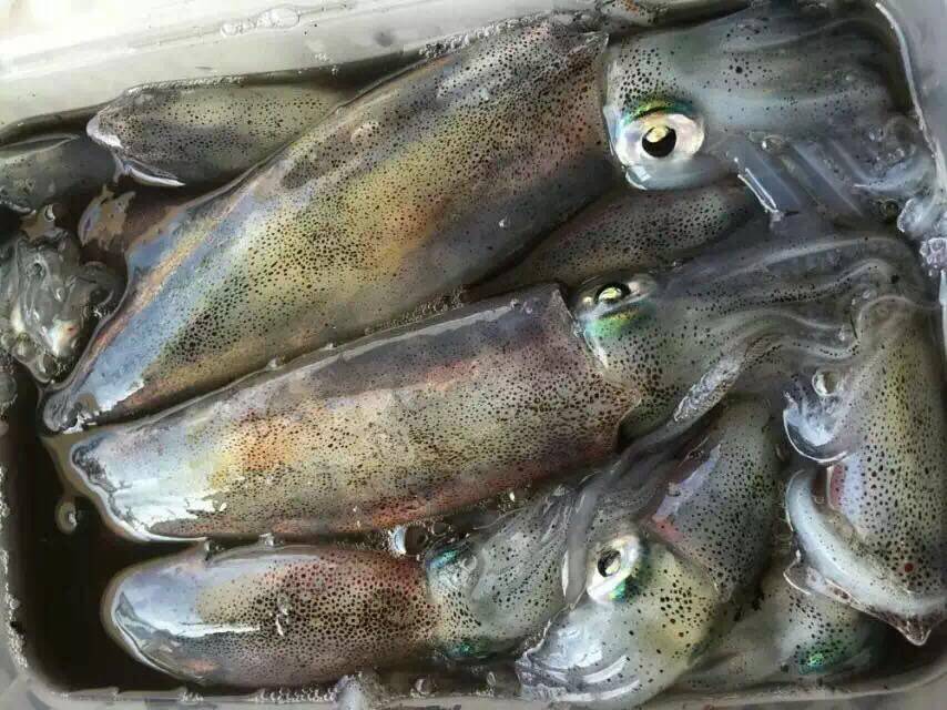 鱿鱼 新鲜活鱿鱼 笔管鱼 东山岛小管 野生满籽