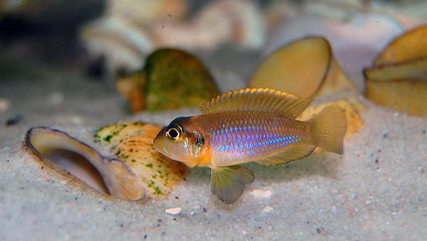 全世界最小的慈鲷/卷贝