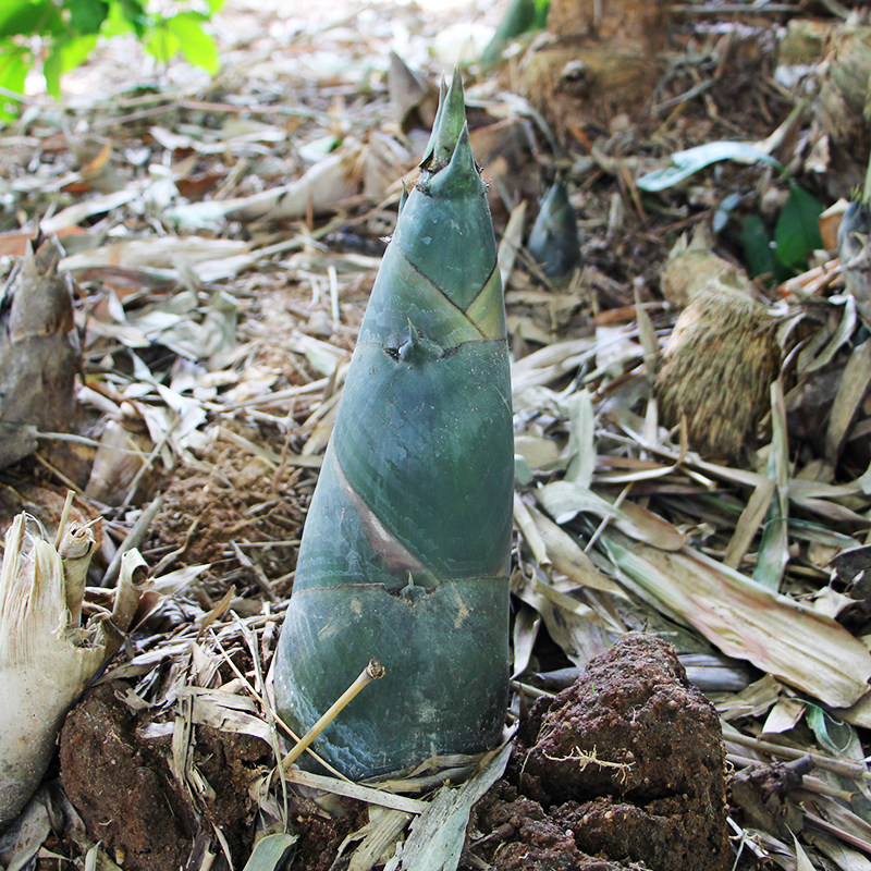 【山水种养】竹笋 海南鲜笋 海南竹笋 农家自种 生态种植 500g