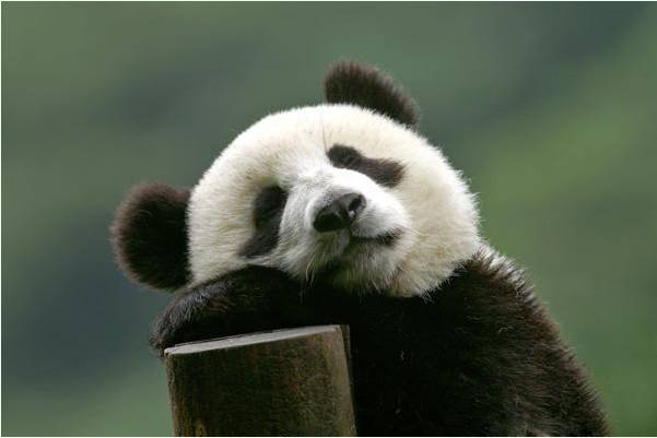 葛优躺和北京瘫都out了,现在流行熊猫睡!