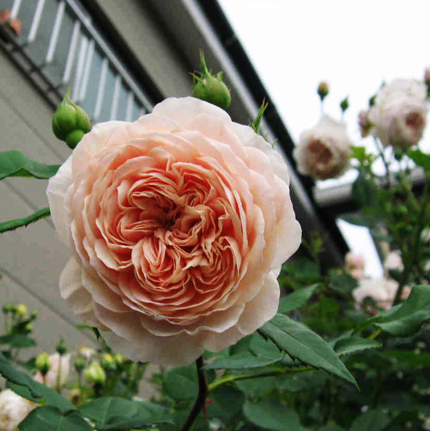 a62威廉莫里斯 奥斯汀玫瑰月季苗盆栽1加仑 耐寒灌木短藤多季