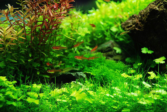 6,对二氧化碳的误区 二氧化碳对养水草来说非常重要,水草是植物嘛