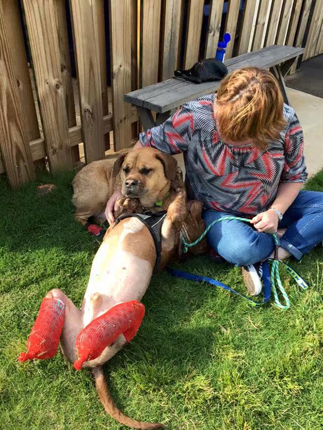 被抛弃的斗牛犬意外收获满满的幸福