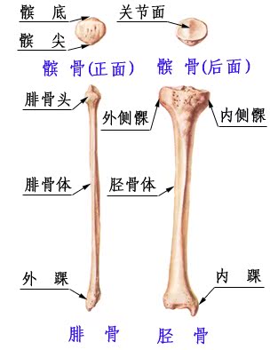 小腿由两条骨头组成,一个叫胫骨,就是小腿前面突出的那根;另一条叫