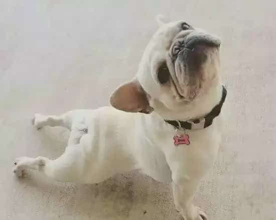 当狗狗们练起瑜伽,就告别圆嘟嘟的身材了