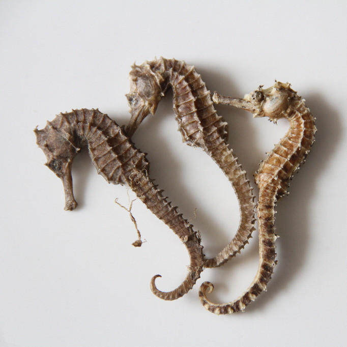 渔民自晒中号海马乾 泡酒煲汤中药材补品海味海