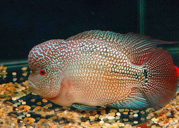 金花罗汉鱼品系代表--帝王金花罗汉鱼