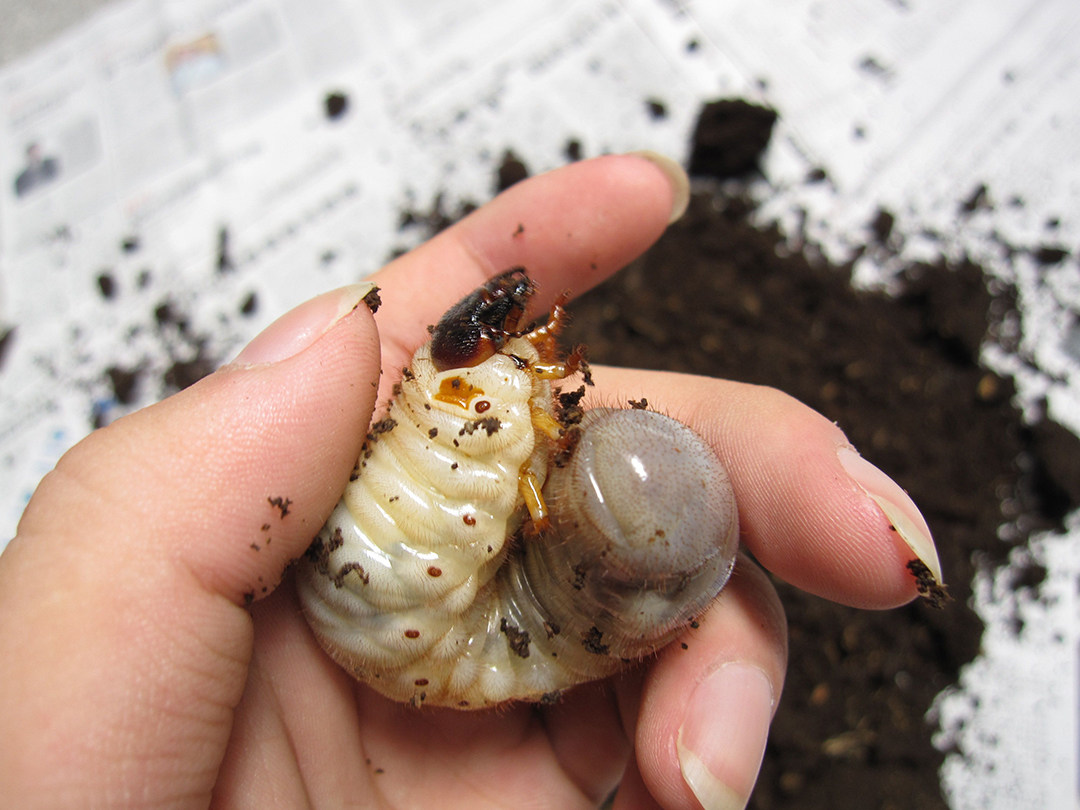 蛴螬,虽然是害虫!但钓鱼人可以好好利用起来!