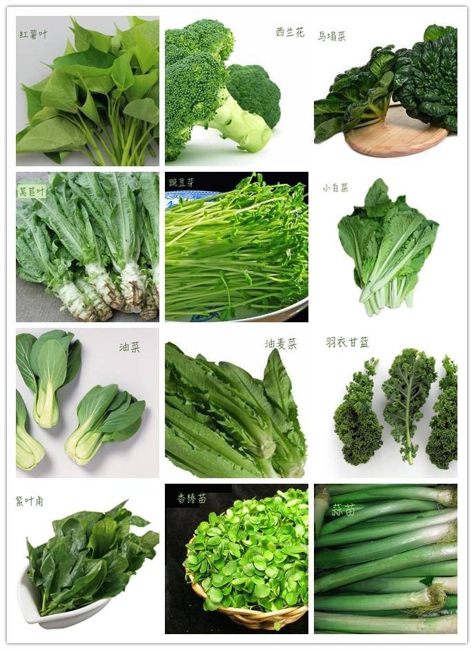 绿叶菜图片及名称图片