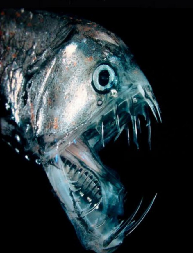 十大恐怖动物深海图片