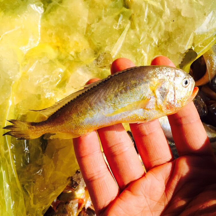 如何区分大黄鱼&小黄鱼&黄三鱼&梅童鱼&娇娇鱼