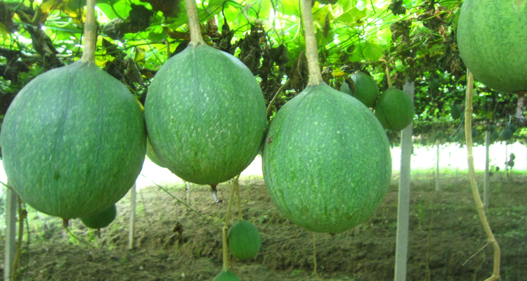 一颗"野葫芦"救活了无数心脏病患者