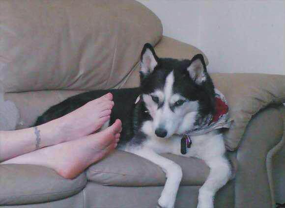 二哈闻到主人臭脚后的表情,笑喷了