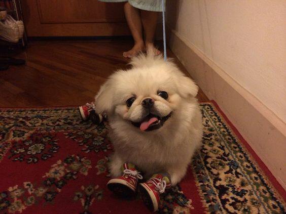 扁脸,需特别注意眼睛和呼吸道,作为短吻犬的它们容易遭到异物的侵入