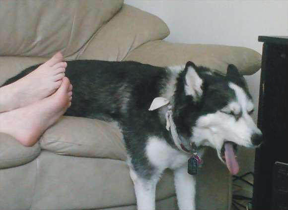 二哈闻到主人臭脚后的表情,笑喷了