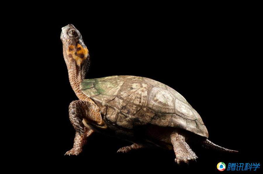 全球濒危灭绝的12种动物:比大熊猫还稀有