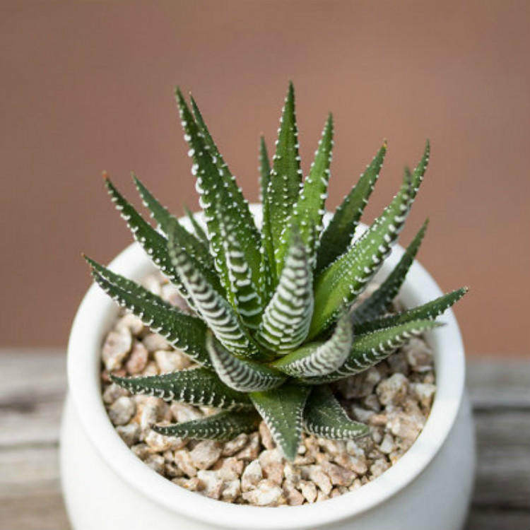 多肉植物盆栽花卉 条纹十二卷 防辐射 芦荟