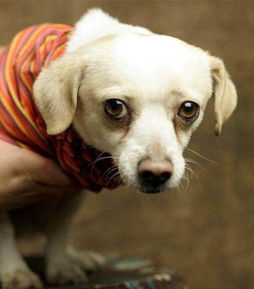 流浪狗的眼神告诉我们很多东西!(看完别心酸)