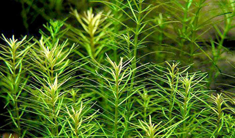 那么多松尾,你分得清吗